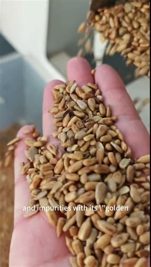 melon seed color sorter #color #machine