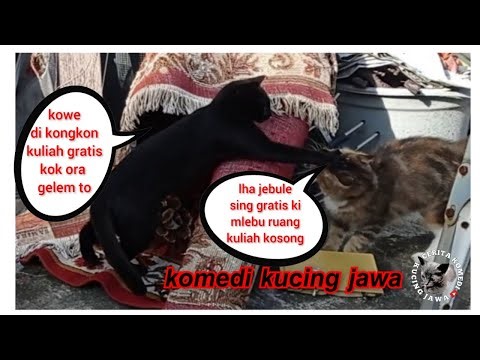 Dubbing Jawa lucu kucing_part 39_Komedi Kucing Jawa