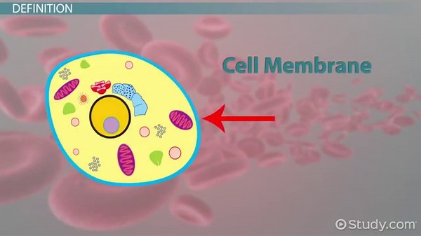 Cytoplasm | Definition, Function & Structure