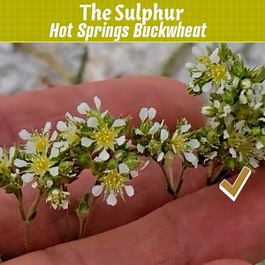 22K views · 1K reactions | This Buckwheat ONLY Grows By Hot Springs | Crime Pays But Botany Doesn't | Facebook