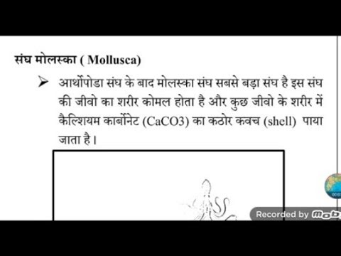 संघ मोलस्का (Mollusca) क्या होता है? Full explanation 