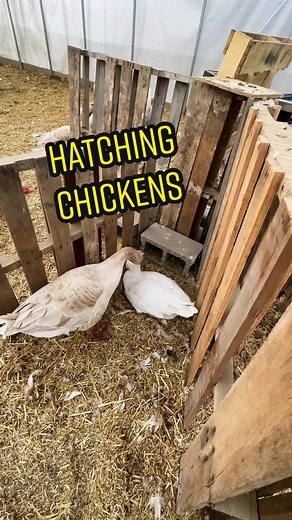 Day 11 of trying to convince a goose to hatch some baby chickens. #goosetok #animalstory #hatching