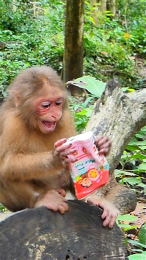 Baby monkey cries helplessly under the big forest tree | Million Monkey