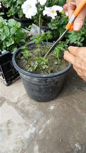 Harvesting Parsley! Keep it growing all season with this simple technique. 🌿✂️