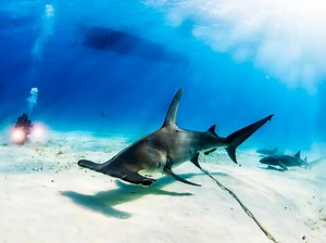 Discover How and Why Hammerhead Sharks Got Their Famous Heads