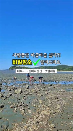 광고아님 내돈내산 여행!📍 서울 1시간 거리 대부도 : 장비 빌려주고 바로 앞 바지락캐기👉 그린비치펜션 오션뷰 #갯벌체험 #바지락캐기 #대부도 #해루질 #무료