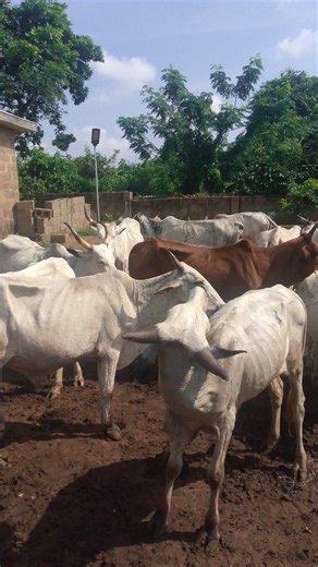 Happy new week | Dejisco Oje