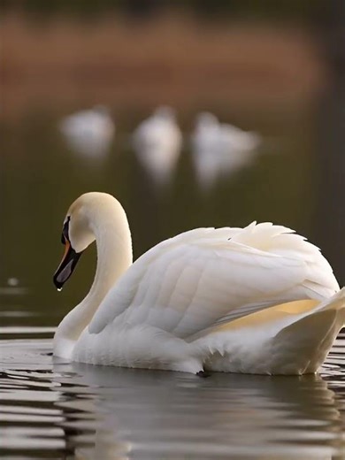 swan bird