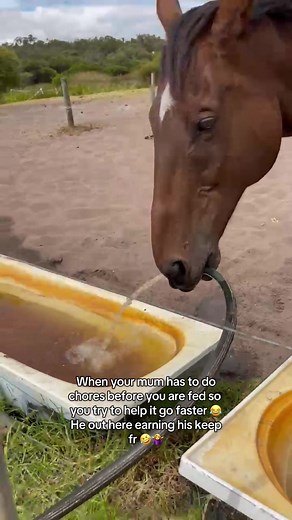 Helping with Chores: A Horse's Perspective