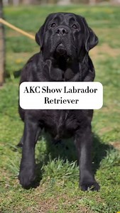 🏆AKC Show Labrador Retriever 🇺🇸 This guy is an AKC Show Labrador Retriever. In the US they are also known as Benchline or Benchbred Labradors. The other common terminology for a “Show Type” Labrador in the US is an “English Style” type of labrador. This guy is an amazing swimmer, can retrieve very well and is super amazing at cuddling! He is the epitome of dual purpose in a Labrador Retriever. ⭐️🖤 If you think he is beautiful drop a comment below👇🏻 #showdog #showdogsoftiktok #englishlab #l