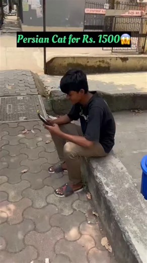 Persian Kitten #cattoys #cattreehouse #catofinstagram #catlovers #kitten #kitty #instagram #instadaily #trend #trending #explore #cat #viralreels #virelvideo #mumbai | Sajid Shaikh