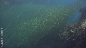 Big school of Oxeye scad-Selar boops