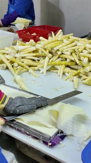 Fresh Bamboo Shoot Slicing Process | Satisfying Hot Pot Ingredient Preparation