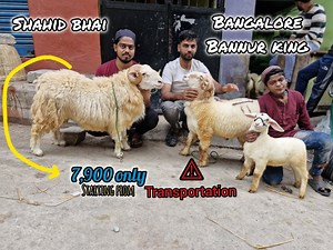 JK goat studio Bangalore on Instagram: "New stock Bannur Sheep for sale checkout my channel page for full video #instagram #reelitfeelit"