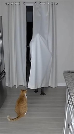 263K views · 3.5K reactions | My cat is broken... or my house is haunted. #fyp #scary #creepy #ftp #bhfyp #fyp シ#fypage #fypシ #creepypasta #fyppage #creepyart #creepycute #fyptikt #scary #horror #halloween #creepy #spooky | CreepyZone | Facebook