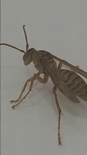 The Incredible World of Yellow Honey Bees #bee #wildlifevideo