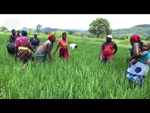 Kilimo Shadidi cha mpunga Morogoro