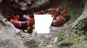 Snakes alive! Your go-to guide for understanding snakes in Arkansas