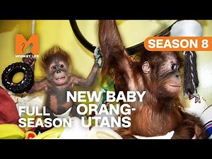 Welcoming New Baby Orang-utans | Season 8 | Full Season | Monkey Life