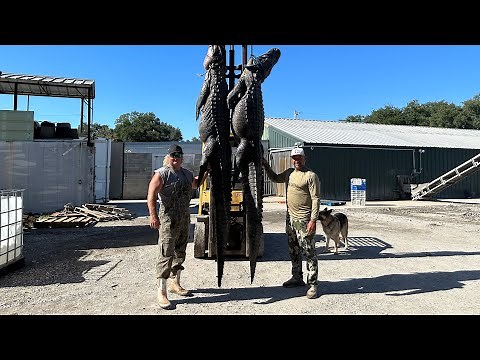 How to clean an alligator!!