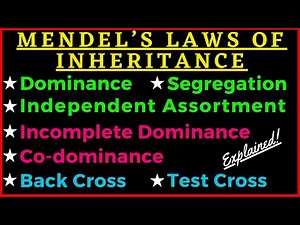 Mendel's 3 Laws of Inheritance Dominance Segregation Independent Assortment Genetics Punnett Square