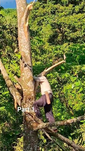 Part 1.pembukaan lahan baru untuk penanaman kopi robusta (TOLONG BANTU SUBSRIBE )