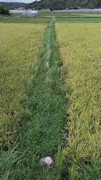 Effect of Wutton Biostar Liquid Fertilizer: Observations Before Rice Harvesting.