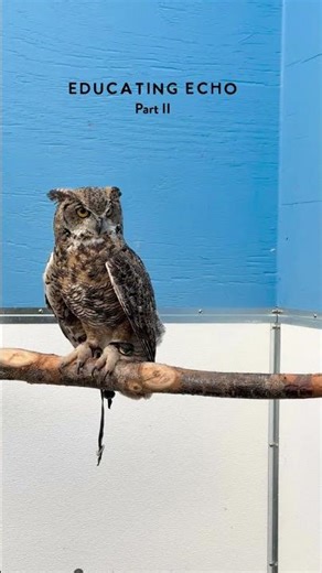 Teaching a California Owl how to be an Alaskan
