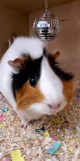 My Guinea Pig Thought It Was A Rave! 🤯 (mini Party)