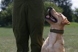 14K views · 332 reactions | Every once in a while, we see a new dog...