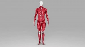 clip-3498373867-graphic-representation-human-muscular-system-video-there