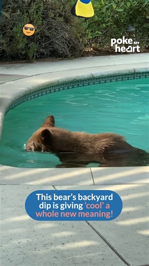 Unexpected guest cooling off California style BackyardSurprise #WildEncounters | Poke My Heart