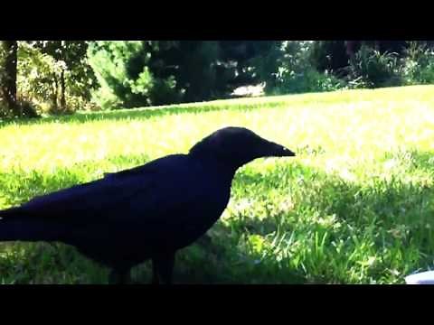 Wild Crows Learned to Say Hello