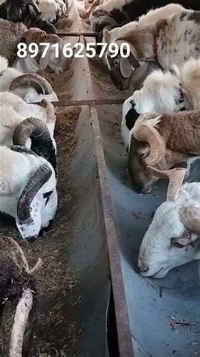 Heavy weight Amingad tagaru Pre booking and home delivery available in sln near blore c8971625790