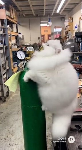 "Inflated Cat! 🐱🎈 | Made with Sora 2