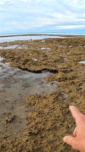 sleeping sea turtle in a tide pool.. | Brodie Moss