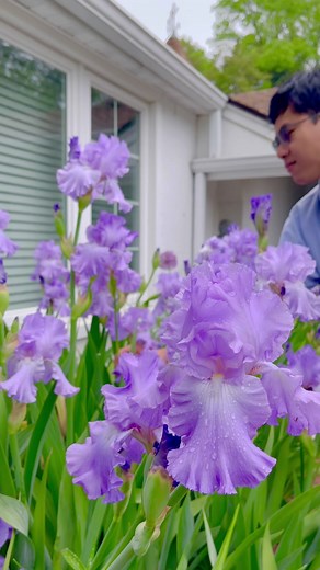 5.1K views · 325 reactions | A Spring Garden Bouquet with Flowers from My GardenArranged in hand-tied bouquet style, including Breaded Iris, Forget Me Not, Sweet Pea, Blue Bell, Honey Suckle, Spirea, Columbine, Solomon’s Seal, Cat Mint.Save this reel for spring bouquet idea or ask me any question. ✌ | Cranery Gardens | Facebook
