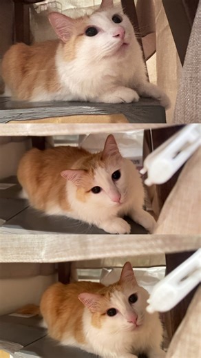 Kawaii Nekochan: Adorable Long-Haired Cat Mickey