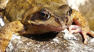 Frog, Amphibian, Animal. Free Stock Video