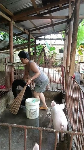 morning routine : linis sa kulungan bago pakainin mga alaga 🐷