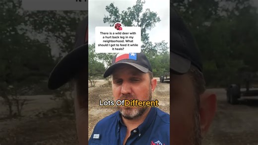 What can you feed a deer?