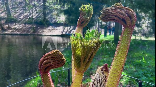 Young leaves of the Gunnera manicata plant in a spring park.