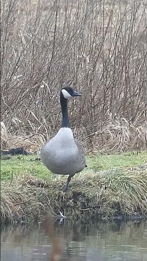 Gänse Kanadagänse schwarz weiß einbeinig Kanadagans Gans Wildgänse Graugänse Zugvogel