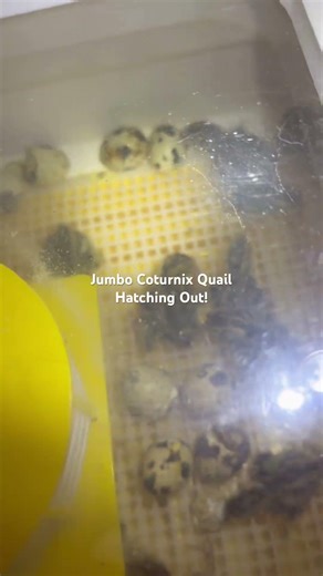Jumbo Coturnix Quail. Its hatch day.