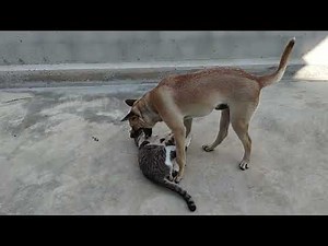 Dog eats cat. Our young dog and our cats are fighting each other. Just for fun. Our cat trusts him.