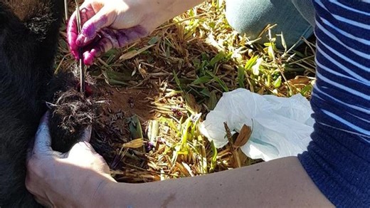 The Smell You'll Never Forget: A Calf Infested with New World Screwworm