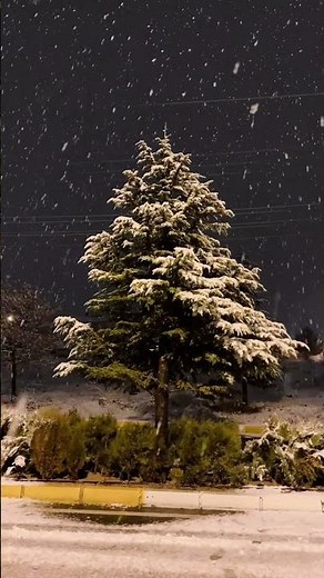 Peaceful Snowfall at Night | Relaxing Heavy Snowing & Winter Tree