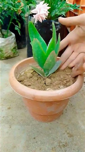 growth after 2 months donkey ear plant 17/100) #gardening #plant #plantation