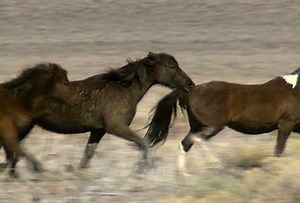 clip-473023-group-wild-horses-galloping-mountains-near-reno