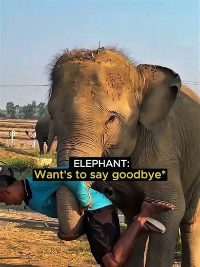 The Baby Elephant Didn’t Want to Leave 😢 #shortsfeed